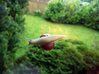 Snail closeup in nature. Free public domain CC0 photo.