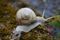 Snail crawling in nature closeup. Free public domain CC0 photo.