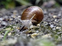 Snail crawling in nature closeup. Free public domain CC0 photo.