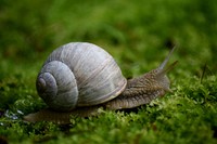 Snail crawling in nature closeup. Free public domain CC0 photo.