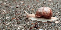 Snail crawling in nature closeup. Free public domain CC0 image.