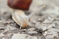 Snail crawling in nature closeup. Free public domain CC0 photo.