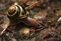 Snail crawling in nature closeup. Free public domain CC0 image.