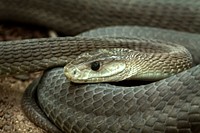 Rattlesnake in nature closeup. Free public domain CC0 photo.