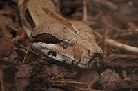 Rock python snake in nature. Free public domain CC0 image.