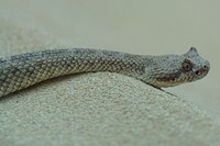 Snake & reptile animal. Free public domain CC0 image