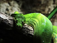 Green snake in a rainforest jungle. Free public domain CC0 image.