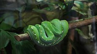 Exotic green snake closeup. Free public domain CC0 photo.