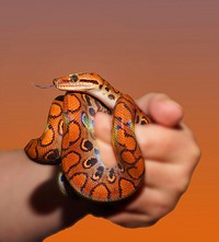 Rainbow boa colorful snake. Free public domain CC0 image.