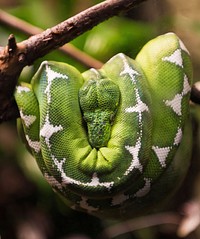 Exotic green snake closeup. Free public domain CC0 photo.