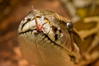 Yellow snake in nature photo. Free public domain CC0 image.