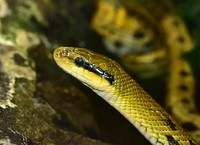 Green snake in nature closeup. Free public domain CC0 photo.