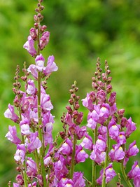 Pink flower backgorund. Free public domain CC0 photo.