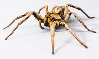 Armed spider, animal photography. Free public domain CC0 image.