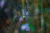 Nephila pilipes spider close up. Free public domain CC0 image.