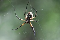 Spider in web, animal photography. Free public domain CC0 image.