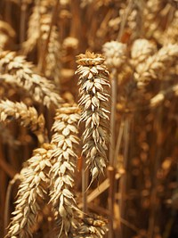 Agricultural cornfield. Free public domain CC0 photo.