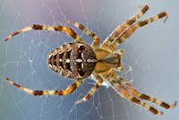 Spider in web, animal photography. Free public domain CC0 image.