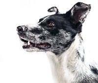 Free black and white dog's face image, public domain animal CC0 photo.