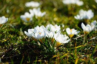 White crocus background. Free public domain CC0 image.