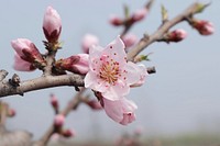 Pink peach blossom background. Free public domain CC0 photo.