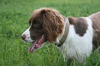 English springer spaniel. Free public domain CC0 photo.