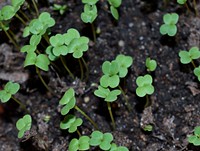 Sprouts. Free public domain CC0 photo.