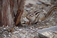 Wild squirrel background. Free public domain CC0 image.