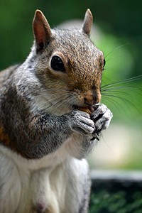 Cute squirrel eating nut image. Free public domain CC0 image.