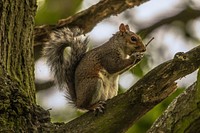 Cute squirrel eating nut image. Free public domain CC0 image.