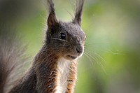 Wild squirrel background. Free public domain CC0 image.