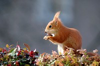 Red squirrel during Autumn season. Free public domain CC0 image.