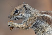 Cute squirrel eating nut image. Free public domain CC0 image.