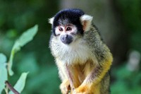 Curious squirrel monkey. Free public domain CC0 image.