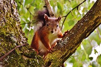 Eurasian red squirrel, rodent animal. Free public domain CC0 photo.