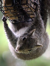 Cute squirrel climbing. Free public domain CC0 image.