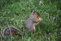 Cute squirrel eating nut image. Free public domain CC0 image.