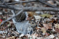 Wild squirrel background. Free public domain CC0 image.