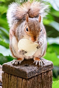 Cute squirrel eating nut image. Free public domain CC0 image.