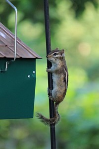 Cute squirrel climbing. Free public domain CC0 image.