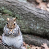 Cute squirrel eating nut image. Free public domain CC0 image.