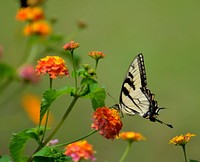 Butterfly on flower. Free public domain CC0 photo.