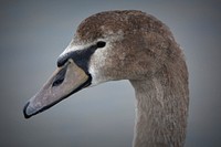 Young swan cygnet close up. Free public domain CC0 photo.