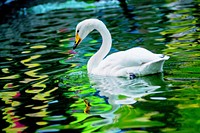 White swan swimming alone. Free public domain CC0 photo.