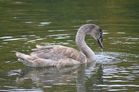 Young swan cygnet close up. Free public domain CC0 photo.