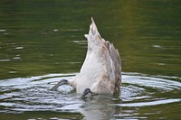 Young swan cygnet close up. Free public domain CC0 photo.