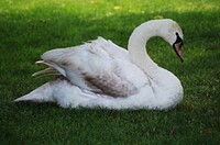 White swan sitting on grass. Free public domain CC0 photo.