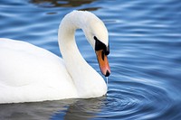 White swan swimming alone. Free public domain CC0 photo.