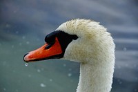 White swan face close up. Free public domain CC0 photo.