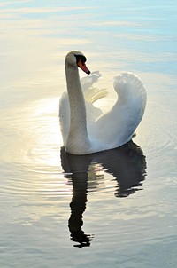 White swan swimming alone. Free public domain CC0 photo.